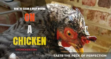 Cleaning Deep Chicken Wounds: A Step-by-Step Guide
