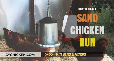 Effective Tips for Cleaning and Maintaining a Sand Chicken Run