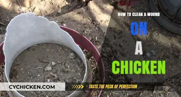 Effective Chicken Wound Care: Cleaning and Treating Injuries Safely