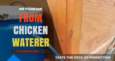 Effective Tips for Removing Algae from Your Chicken Waterer Easily