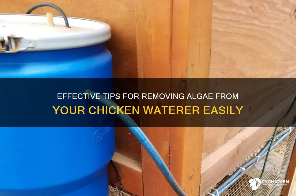 how to clean algae from chicken waterer