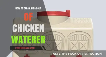 Effective Ways to Clean Algae from Chicken Waterers