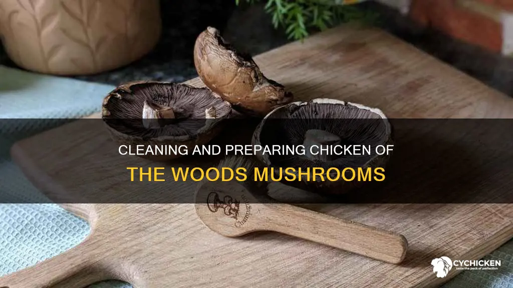 how to clean and prepare chicken of the woods mushrooms
