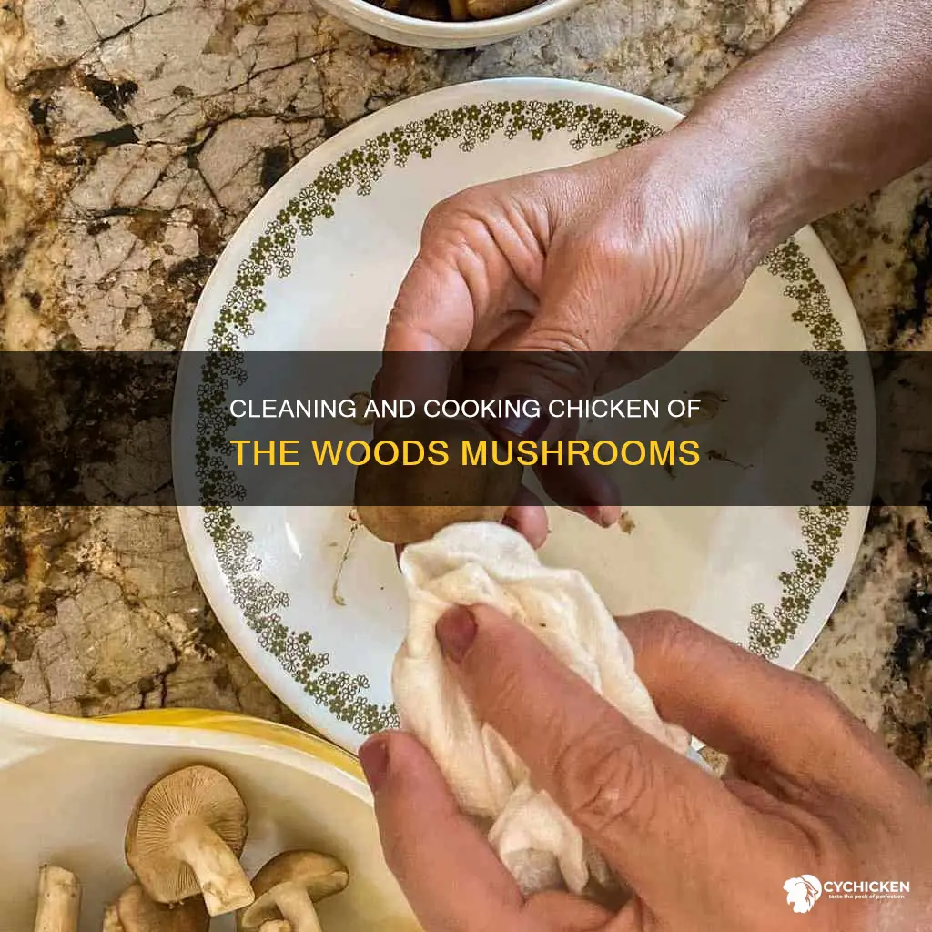 how to clean and prepare chicken of the woods