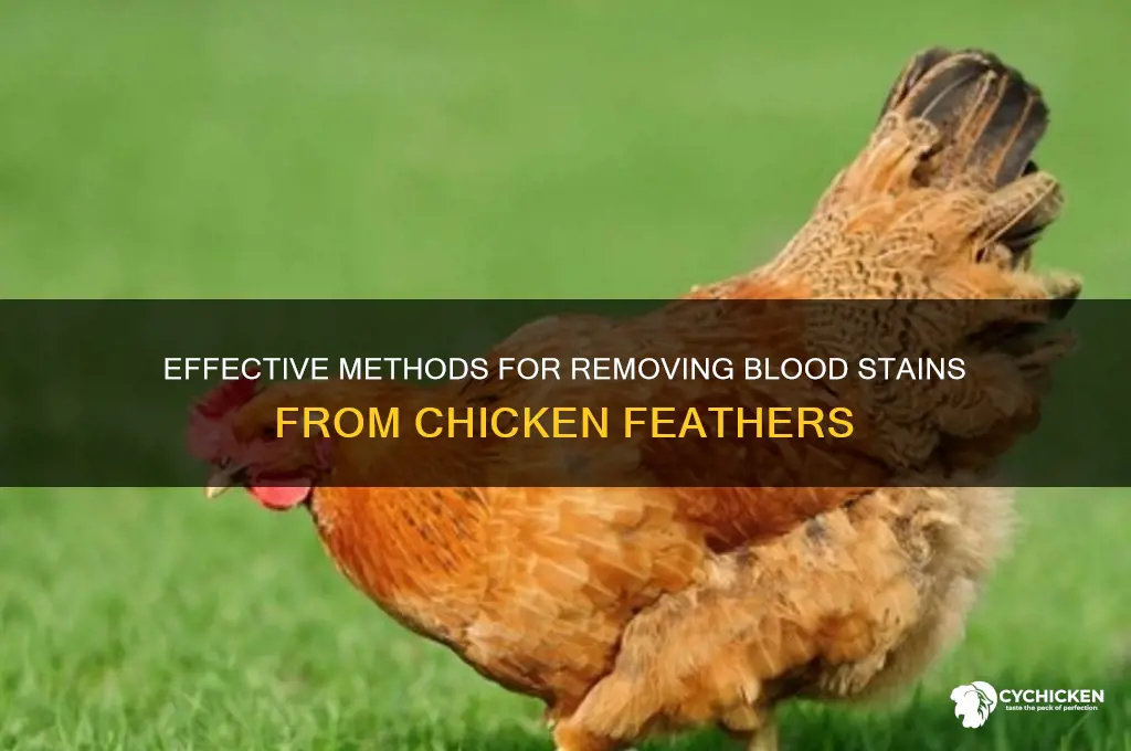 how to clean blood off chicken feathers