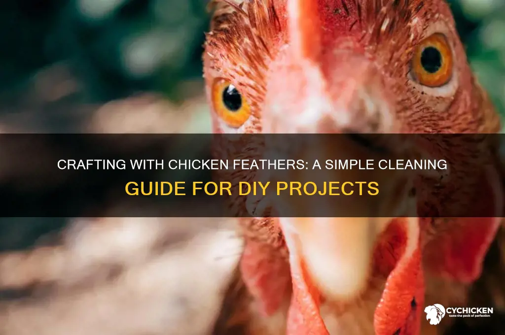 how to clean chicken feathers for crafts
