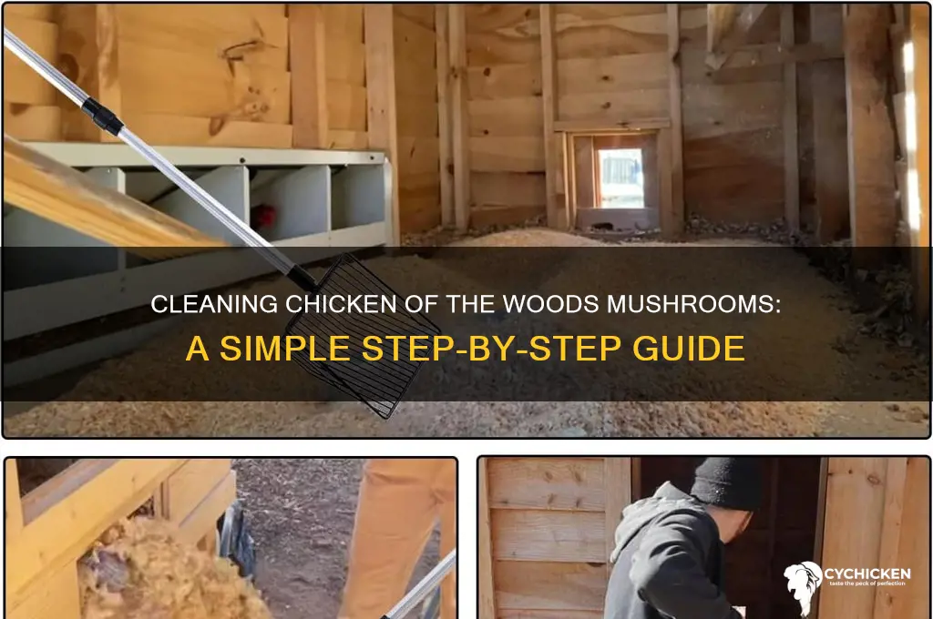 how to clean chicken of the woods mushrooms