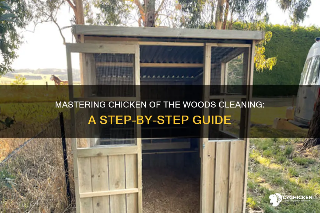 how to clean chicken of the woods