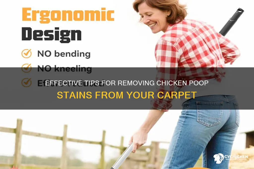 how to clean chicken poop from carpet