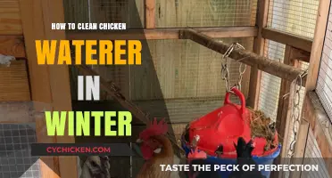 Winter Chicken Care: Effective Tips for Cleaning Waterers in Cold Weather
