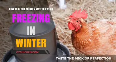 Winter Chicken Care: Clean Waterers Without Freezing