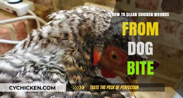 Treating Chicken Wounds: Cleaning Bites from Dogs