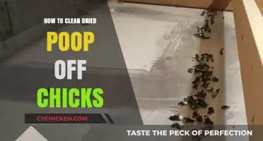Effective Tips for Cleaning Dried Poop Off Baby Chicks Safely