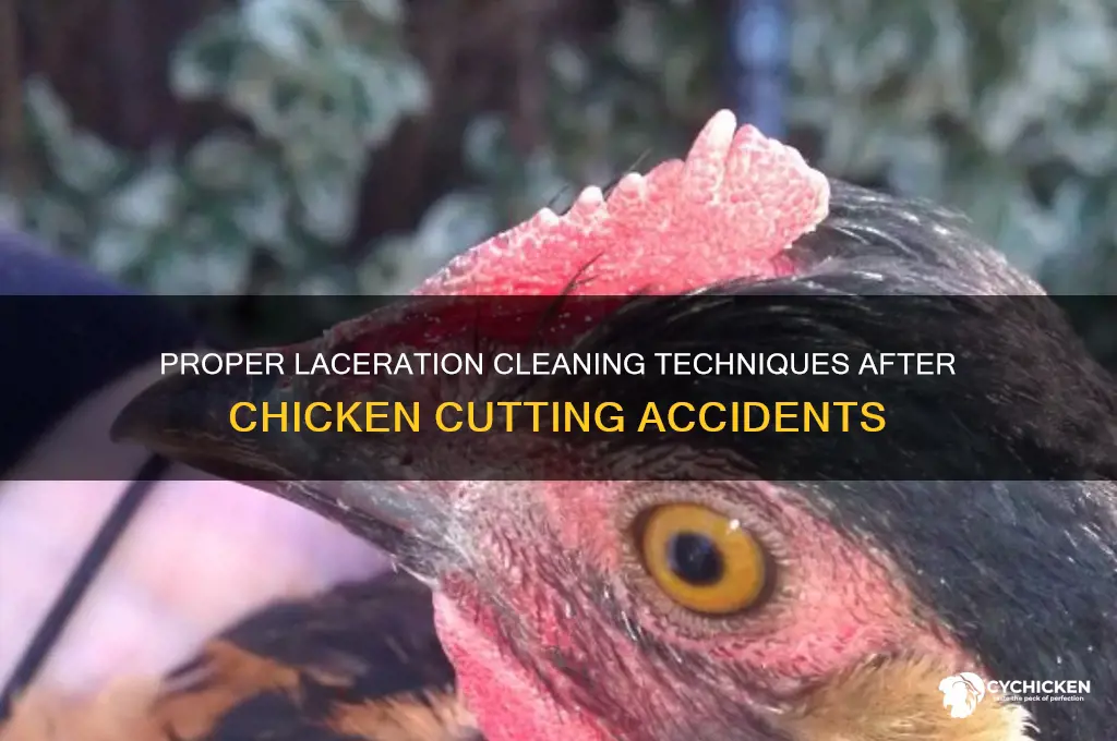 how to clean laceration when cutting chicken