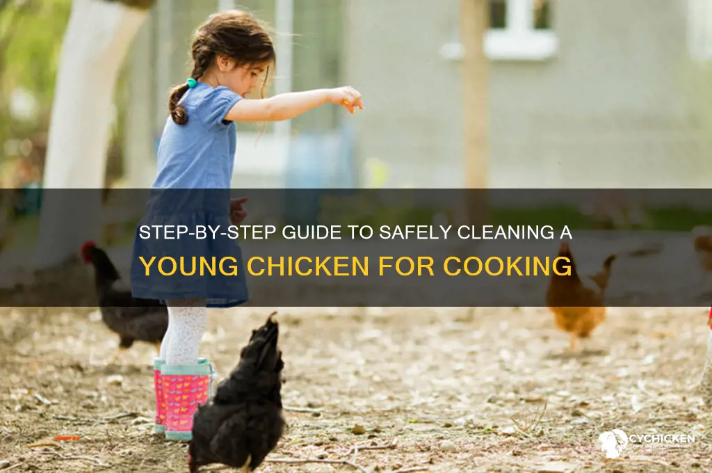 how to clean out a young chicken