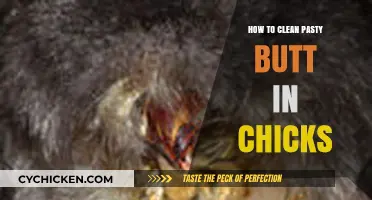 Effective Tips for Cleaning Pasty Butt in Baby Chicks