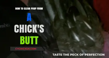 Cleaning a Chick's Butt: Poop Problems Solved