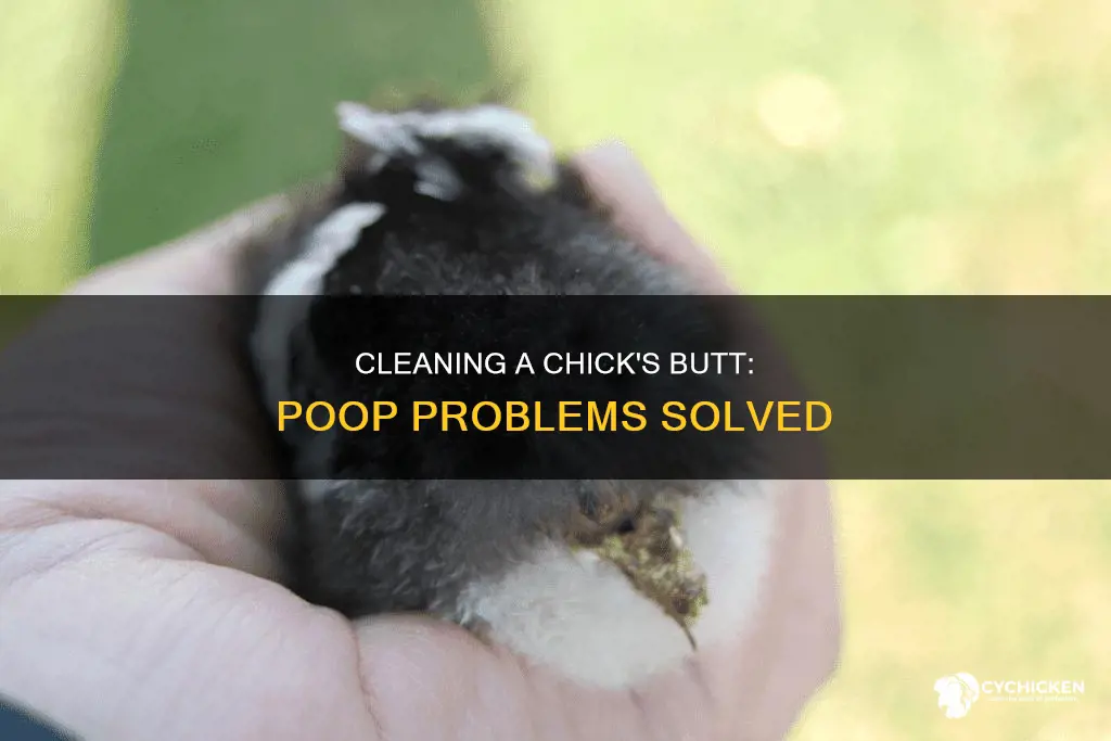 how to clean poop from a chick