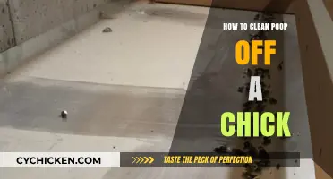 Gentle Cleaning Tips: Safely Removing Poop from Baby Chicks