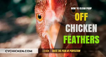 Effective Tips for Cleaning Poop Off Chicken Feathers Easily