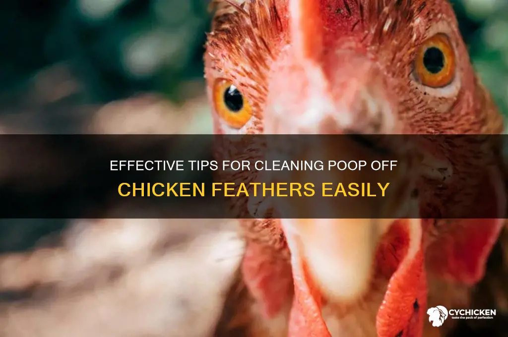 how to clean poop off chicken feathers