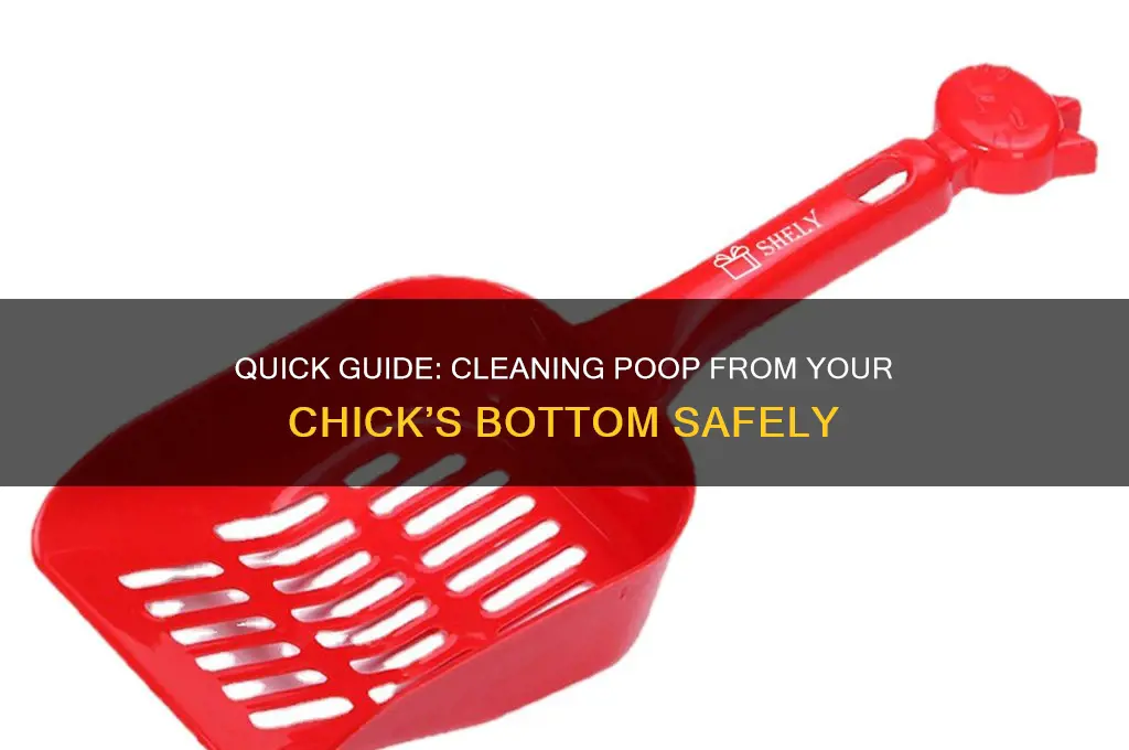 how to clean poop off chicks butt