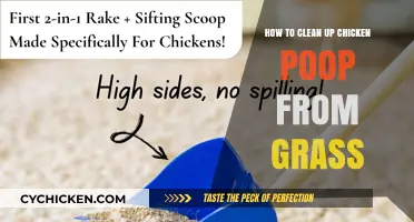 Cleaning Chicken Poop: Maintaining a Healthy Lawn