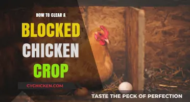 Effective Ways to Clear a Blocked Chicken Crop Safely