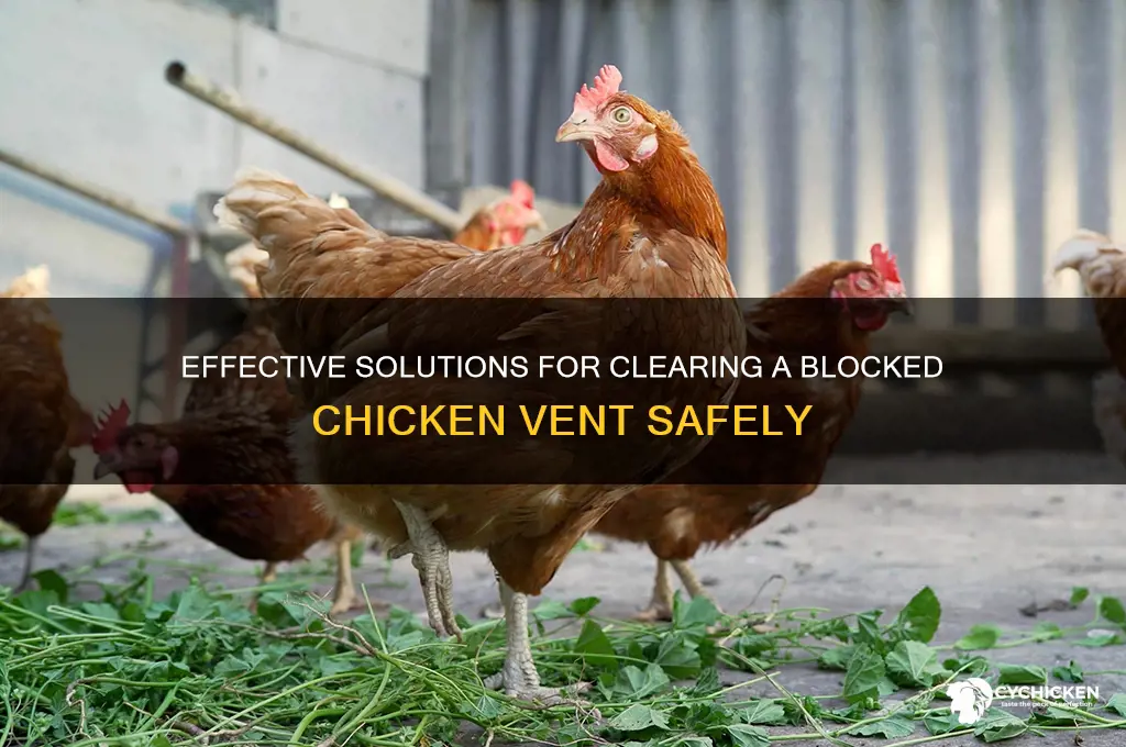 how to clear a blocked chicken vent