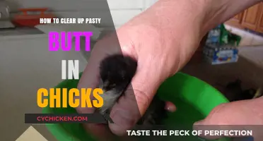 Treating Pasty Butt in Chicks: A Quick Guide