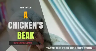 Gentle Beak Trimming: A Step-by-Step Guide for Healthy Chickens