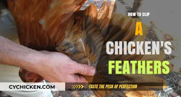Mastering Feather Clipping: A Step-by-Step Guide for Chicken Owners