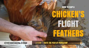 Trimming Chicken Wings: A Guide to Clipping Flight Feathers Safely