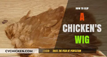 Mastering the Art of Trimming Your Chicken's Feathered Wig