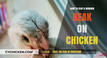Trimming Scissor Beak: A Quick Guide for Chicken Owners