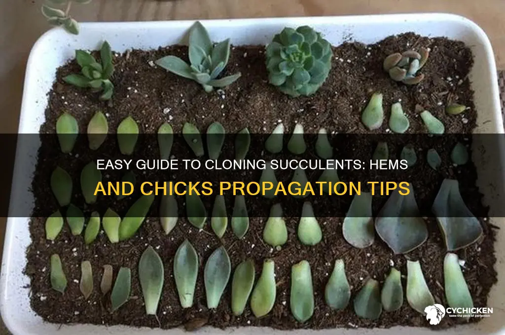 how to clone succulents hems and chicks