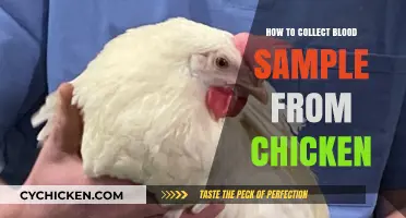 Efficient Blood Sampling Techniques for Chickens: A Step-by-Step Guide
