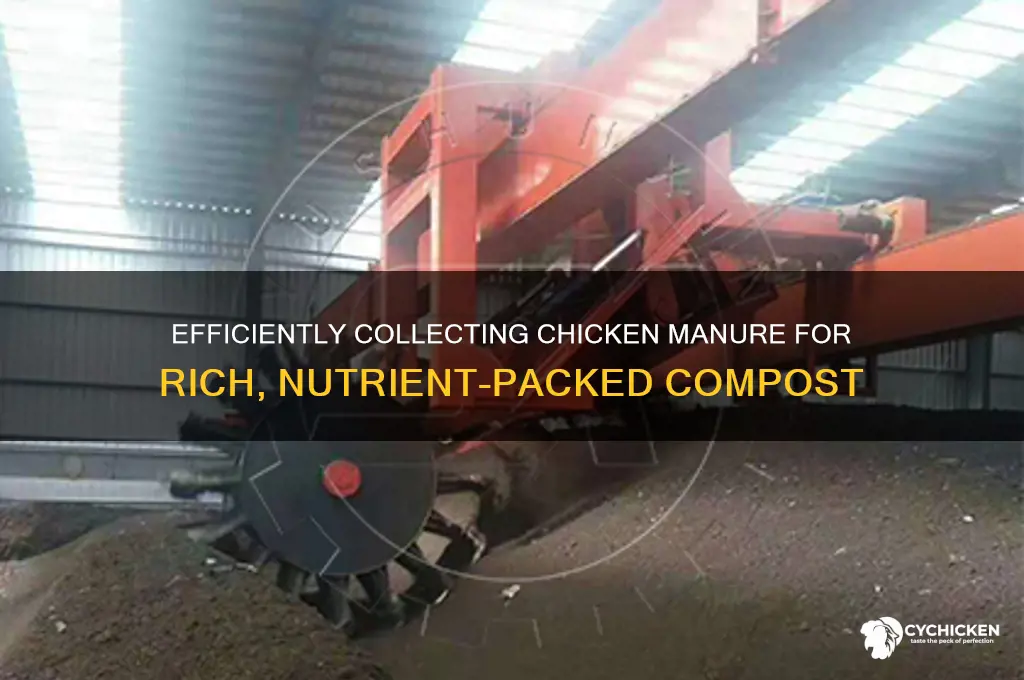 how to collect chicken manure for compost