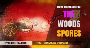 Collecting Chicken of the Woods Spores: A Comprehensive Guide