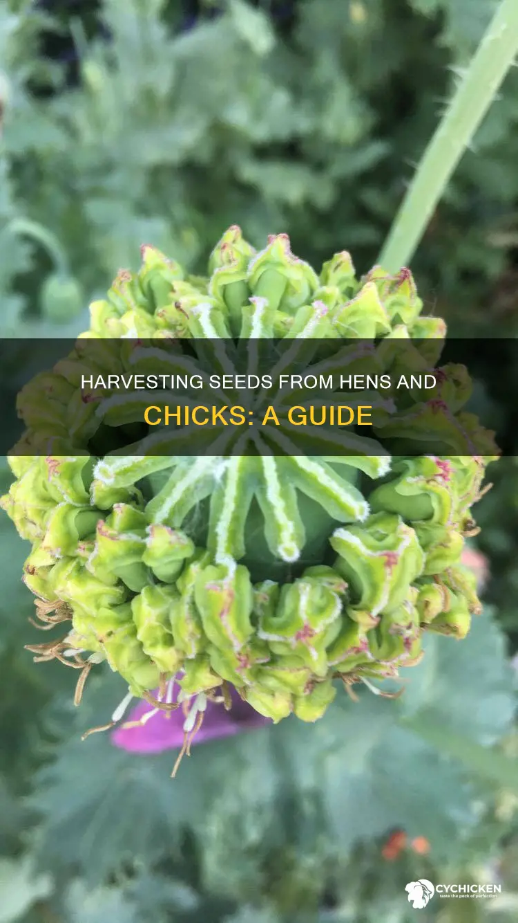 how to collect seeds from hens and chicks flowers