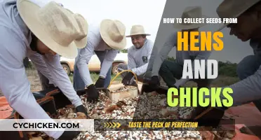 Harvesting Seeds from Hens and Chicks: A Guide