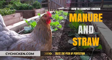 Composting Chicken Manure and Straw: A Step-by-Step Guide for Nutrient-Rich Fertilizer