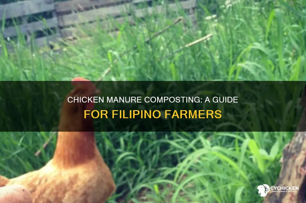 how to compost chicken manure in the philippines