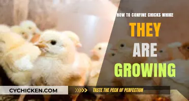 Confining Chicks: Strategies for Safe and Healthy Growth