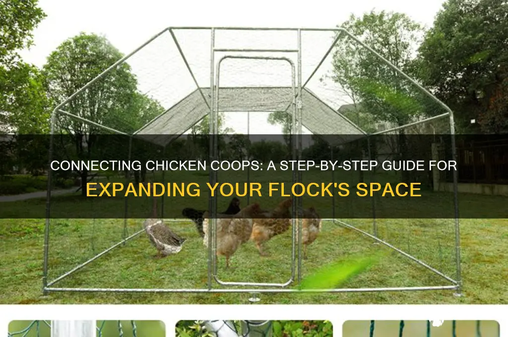 how to connect 2 chicken coups together