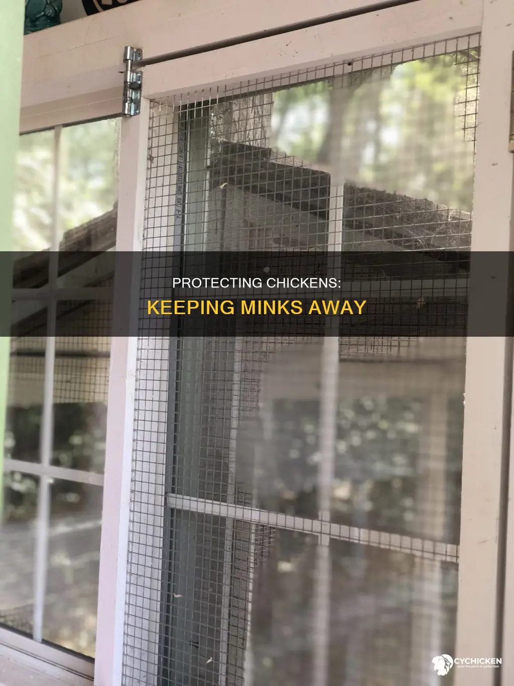 how to control a mink around a chicken yard