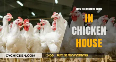 Effective Strategies to Manage and Control Flies in Chicken Coops