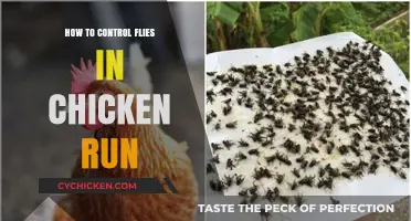 Effective Fly Control Strategies for a Clean and Healthy Chicken Run