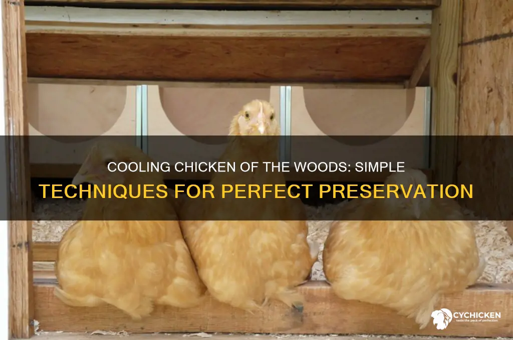 how to cool chicken of the woods
