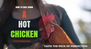 Quick Tips to Safely Cool Down Overheated Chickens Fast